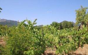 Productos del huerto 